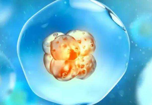 染色体异常占胎停_试管多次生化_在广州试管婴儿医院取卵后多长时间可以同房